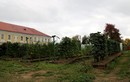 Монастырский виноградник