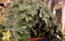 Рождество Христово